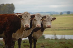 Image of Predição genômica da resistência ao parasitismo pelo carrapato bovino nas raças Hereford e Braford