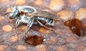 Meliponicultura: criação de espécies de abelhas sem ferrão
