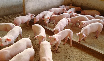 Criação de suínos em família sem o uso coletivo de antimicrobianos