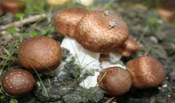 Cogumelos: principais características e mercados potenciais
