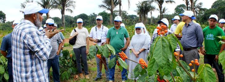 Dia de Campo sobre cultivo de guaraná